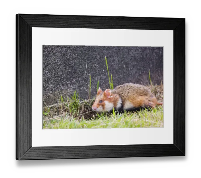 Framed Print : A European hamster (Cricetus cricetus)