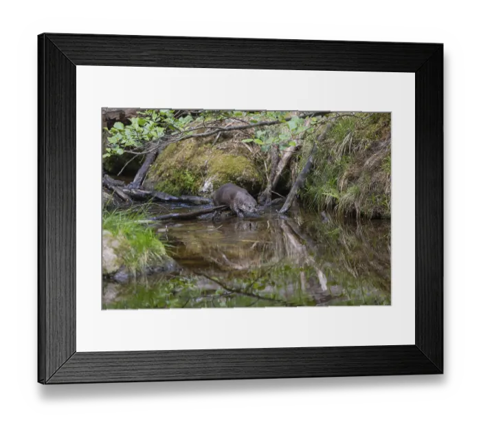 Framed Print : One Eurasian otter (Lutra lutra)