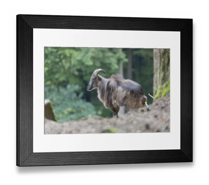 Framed Print : One male Himalayan Tahr (Hemitragus jemlahicus) standing in a forest Framed Print : One male Himalayan Tahr (Hemitragus jemlahicus) standing in a forest
