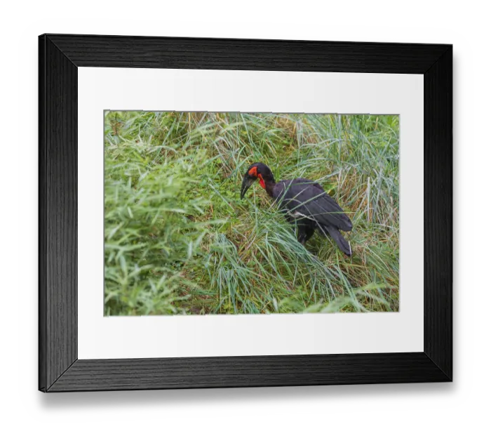 Framed Print : A southern ground hornbill, Bucorvus leadbeate Framed Print : A southern ground hornbill, Bucorvus leadbeate