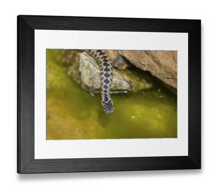 Framed Print : One Vipera berus, the common European adder or common European viper Framed Print : One Vipera berus, the common European adder or common European viper