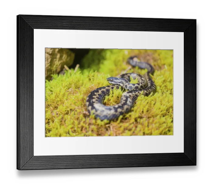 Framed Print : One Vipera berus, the common European adder or common European viper