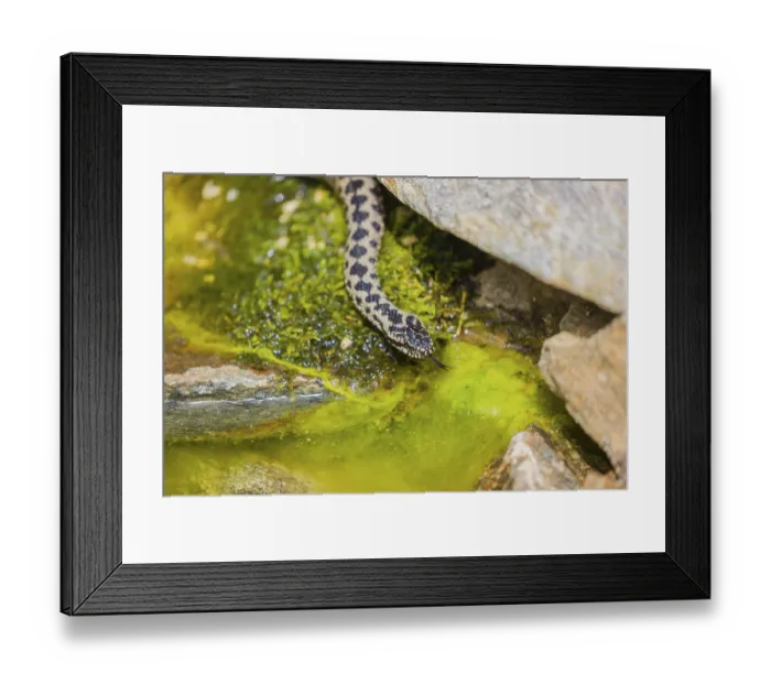 Framed Print : One Vipera berus, the common European adder or common European viper