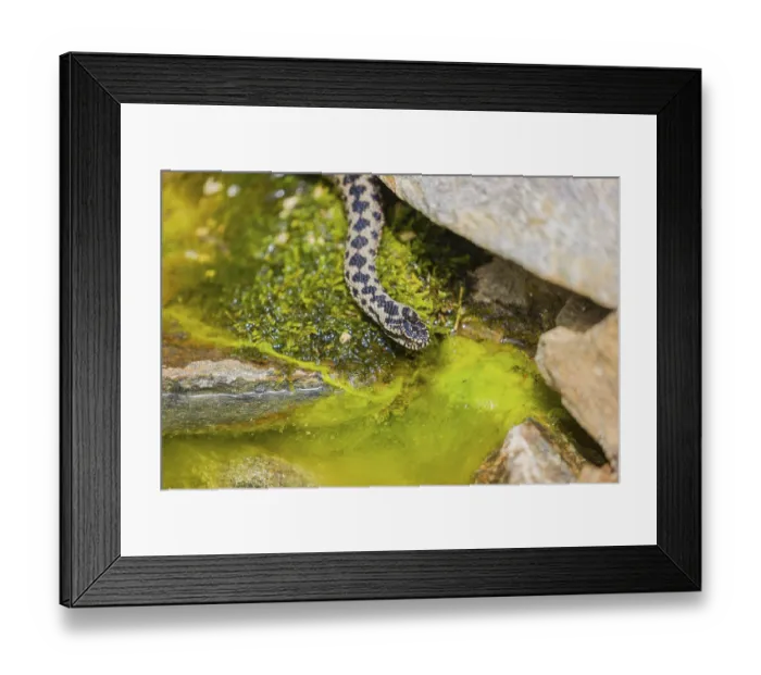 Framed Print : One Vipera berus, the common European adder or common European viper Framed Print : One Vipera berus, the common European adder or common European viper