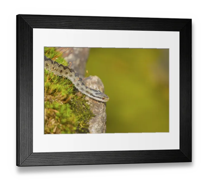 Framed Print : One Vipera berus, the common European adder or common European viper