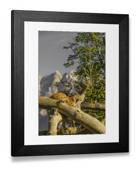 Framed Print : One Eurasian lynx, (Lynx lynx)