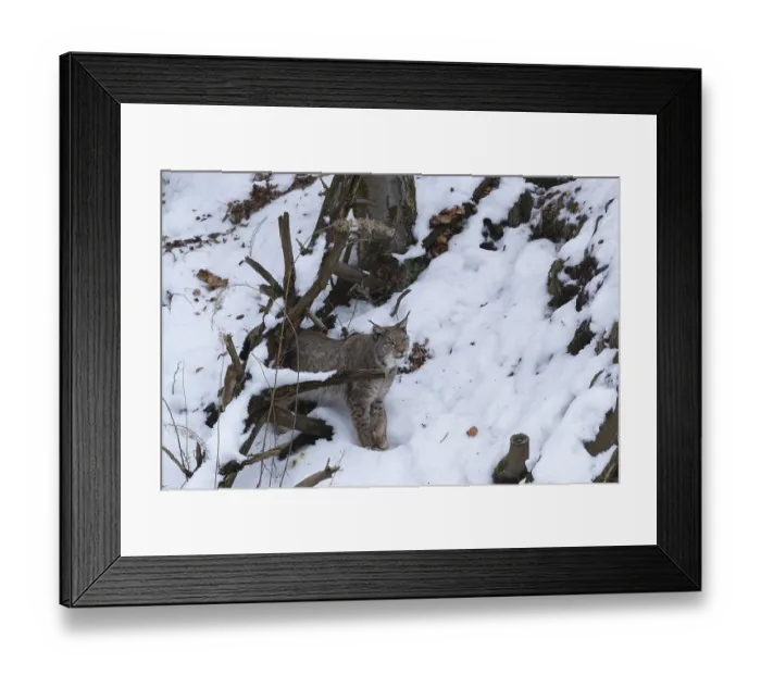Framed Print : One Eurasian lynx, Lynx lynx, walking in snow covered forest on hilly ground