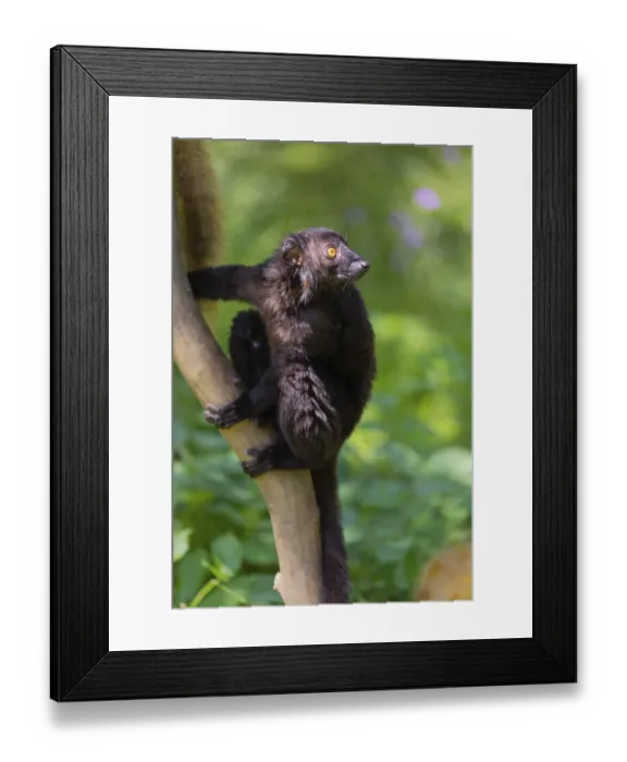 Framed Print : One male black lemur (Eulemur macaco) sitting on a tree