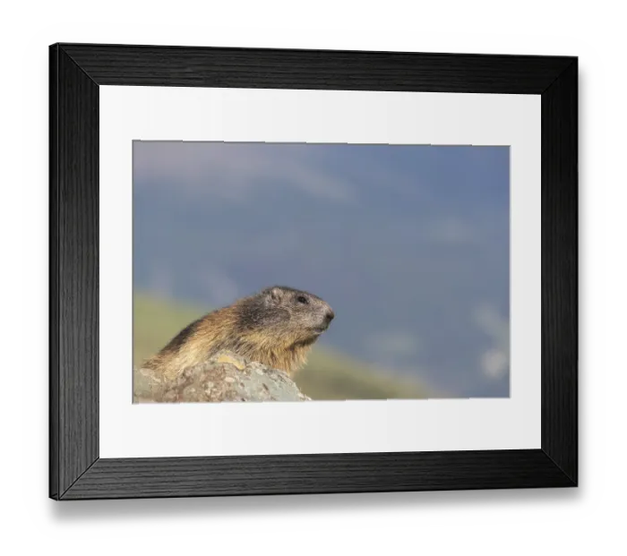 Framed Print : One Alpine Marmot, Marmota marmota Framed Print : One Alpine Marmot, Marmota marmota