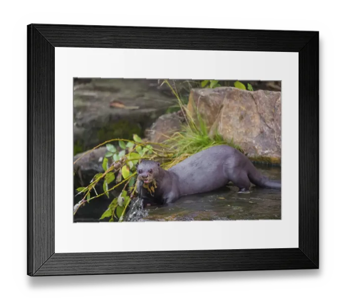 Framed Print : A giant otter or giant river otter (Pteronura brasiliensis) Framed Print : A giant otter or giant river otter (Pteronura brasiliensis)