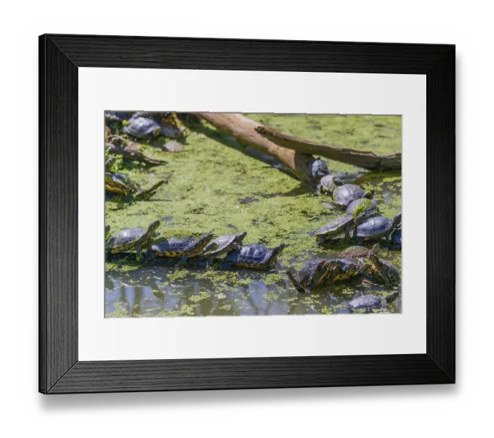 Framed Print : A group of red-eared slider (Trachemys scripta elegans)rests on logs lying in a pond covered with Lemna minor Framed Print : A group of red-eared slider (Trachemys scripta elegans)rests on logs lying in a pond covered with Lemna minor