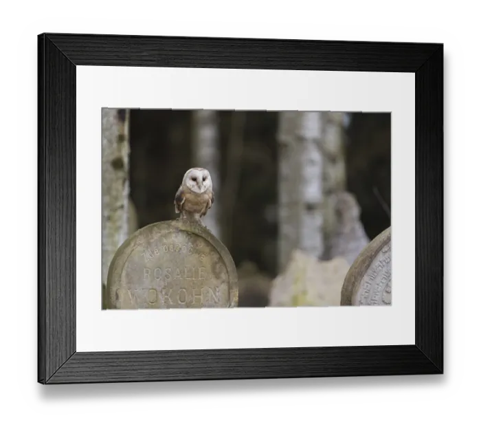 Framed Print : One barn owl (Tyto alba) perched on a very old gravestone in a forest