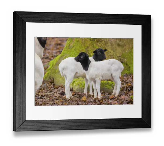 Framed Print : Two lambs Blackheaded Somali Sheep Framed Print : Two lambs Blackheaded Somali Sheep