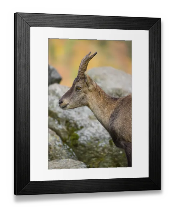 Framed Print : Portrait of a female ibex (Capra ibex) standing on a rock