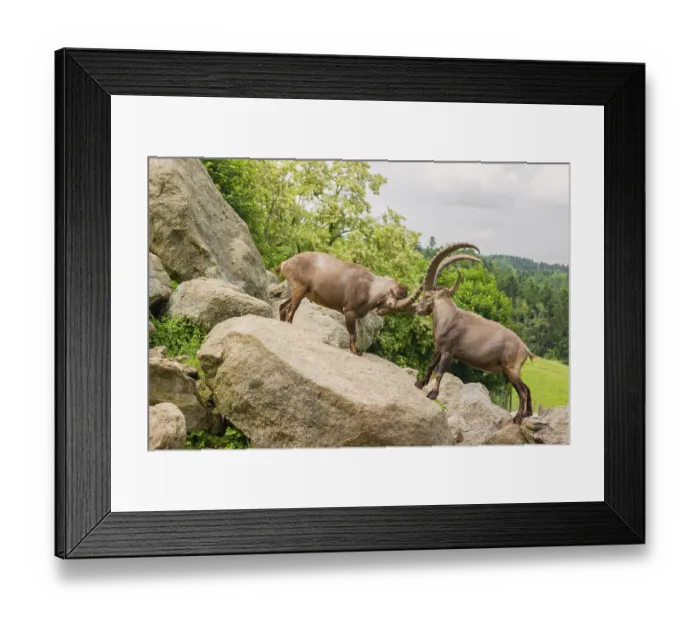 Framed Print : Two male ibex (Capra ibex) are standing on a rock and playfully fighting