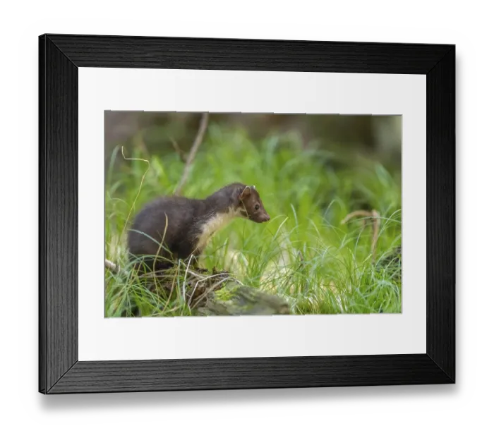 Framed Print : One beech marten (Martes foina)
