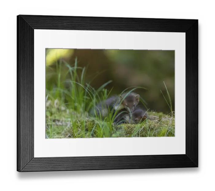Framed Print : Two beech marten (Martes foina)