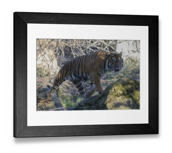 Framed Print : One Sumatran tiger (Panthera tigris sondaica)