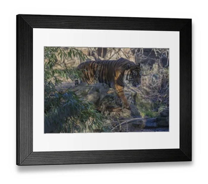 Framed Print : One Sumatran tiger (Panthera tigris sondaica)