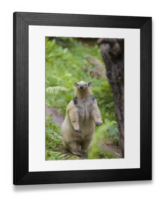 Framed Print : One southern tamandua (Tamandua tetradactyla)