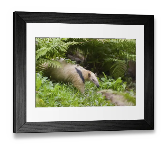 Framed Print : One southern tamandua (Tamandua tetradactyla)