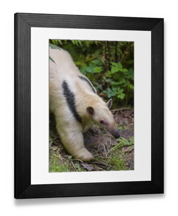 Framed Print : One southern tamandua (Tamandua tetradactyla)