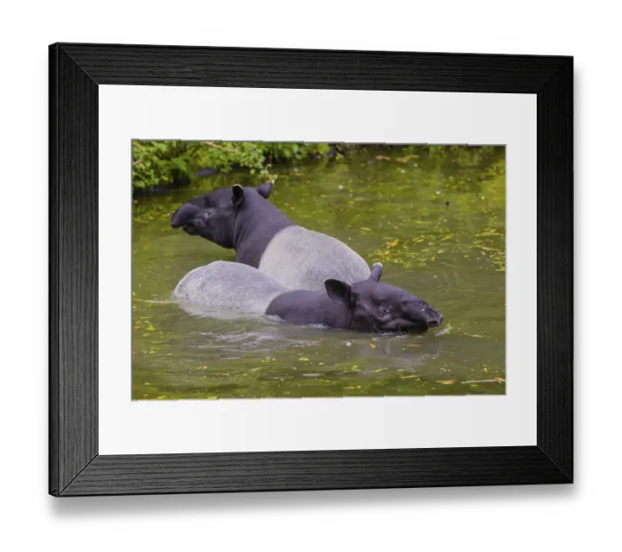Framed Print : Two Malayan tapir (Acrocodia indica) Framed Print : Two Malayan tapir (Acrocodia indica)