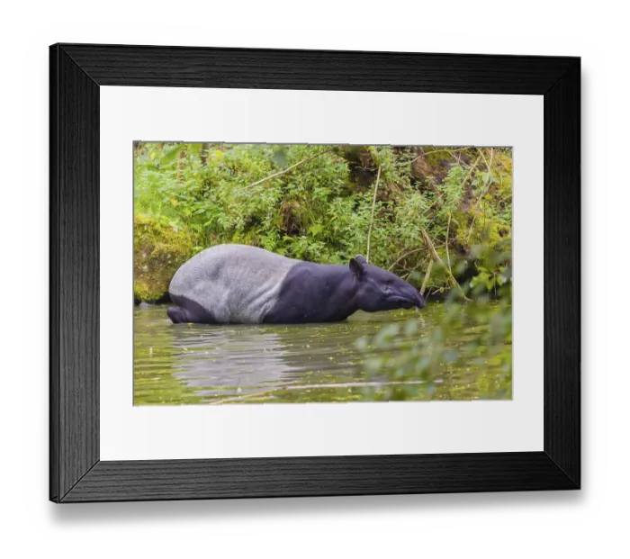Framed Print : A Malayan tapir (Acrocodia indica) slowly enters the shallow water of a river
