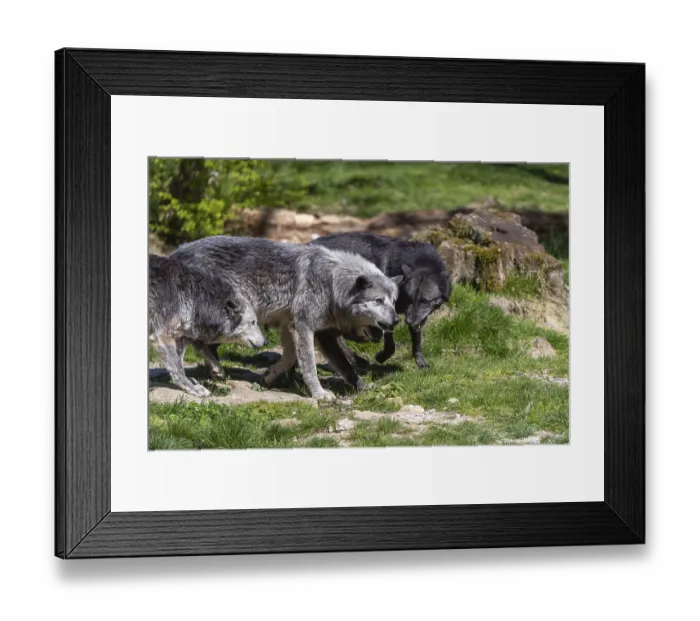Framed Print : Social behaviour. Three Timberwolves Framed Print : Social behaviour. Three Timberwolves
