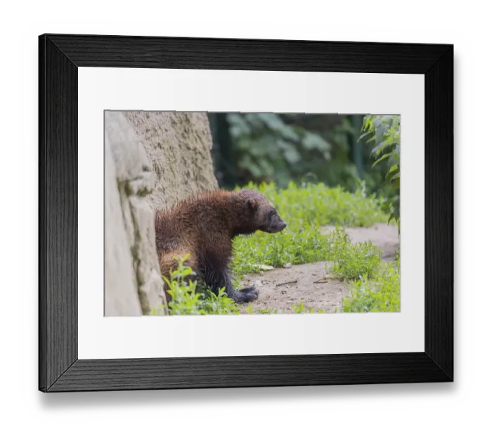Framed Print : One wolverine, (Gulo gulo), sitting on grass