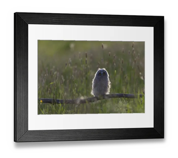 Framed Print : One young long-eared owl (Asio otus)