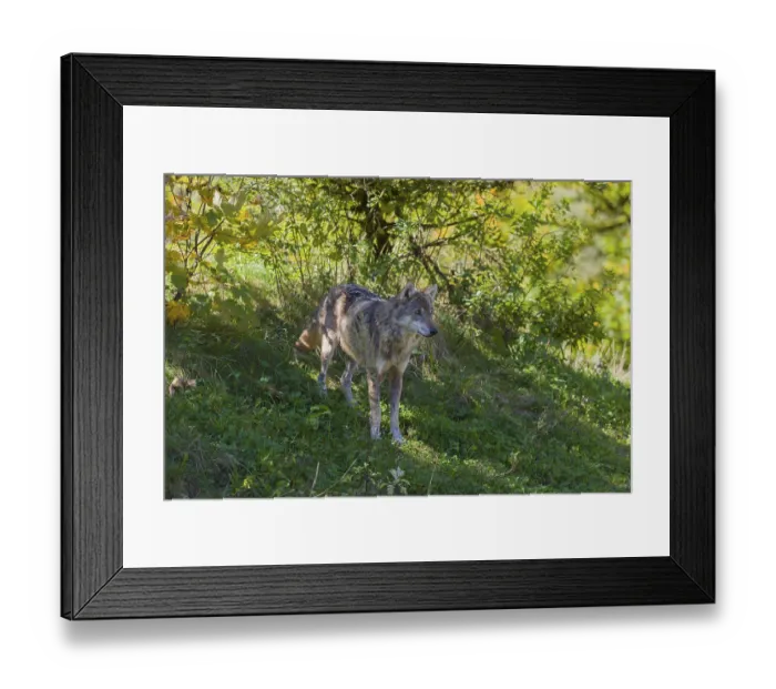 Framed Print : One eurasian gray wolf (Canis lupus lupus) walking down a hill on green grass with a forest in the background