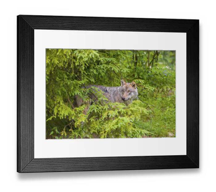 Framed Print : A eurasian gray wolf (Canis lupus lupus) stands under a spruce tree