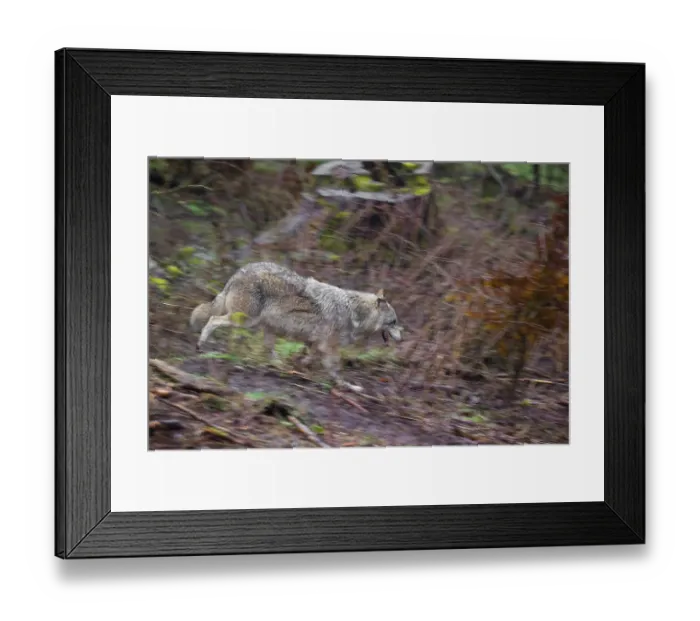 Framed Print : An adult male Eurasian gray wolf (Canis lupus lupus) runs down a hill