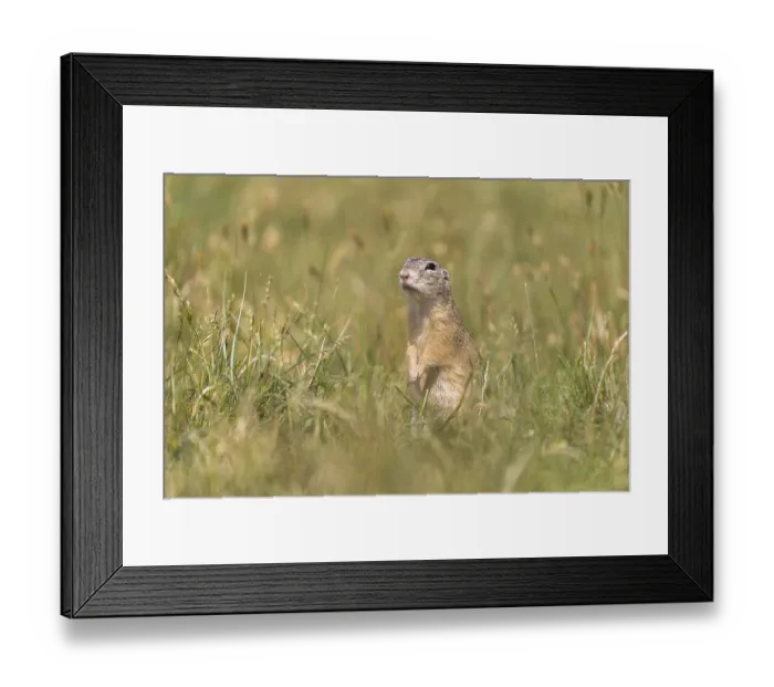 Framed Print : One European ground squirrel (Spermophilus citellus)