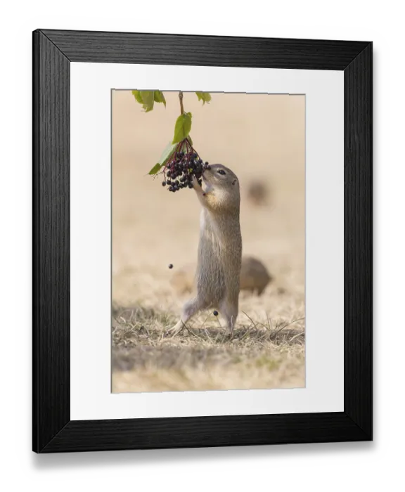 Framed Print : One European ground squirrel (Spermophilus citellus)