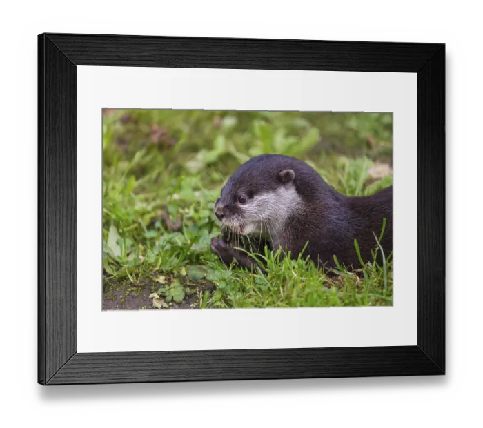 Framed Print : One oriental small-clawed otter or Asian small-clawed otter (Aonyx cinerea)