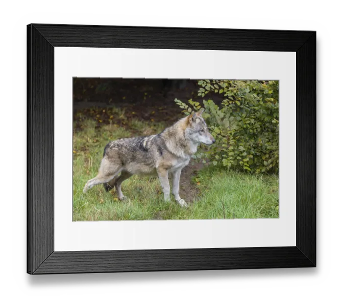 Framed Print : An adult Eurasian grey wolf (Canis lupus lupus) stands in a green meadow and observes something