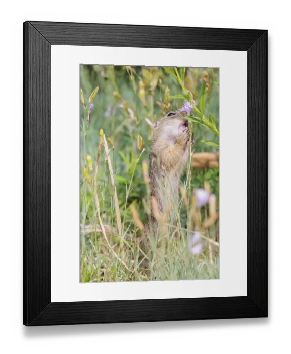 Framed Print : A young European ground squirrel (Spermophilus citellus)