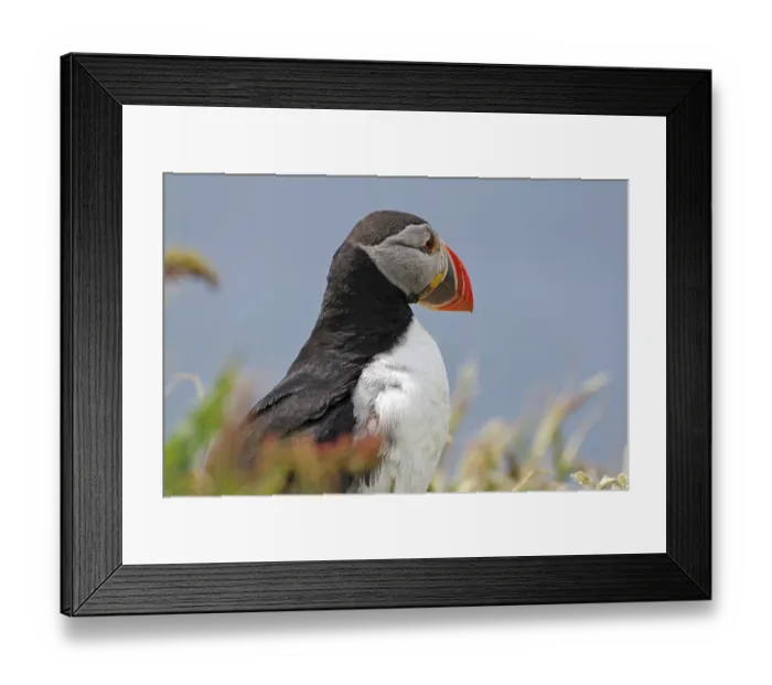 Framed Print : Close-up of a puffin with vivid colours and detailed feathers in the grass