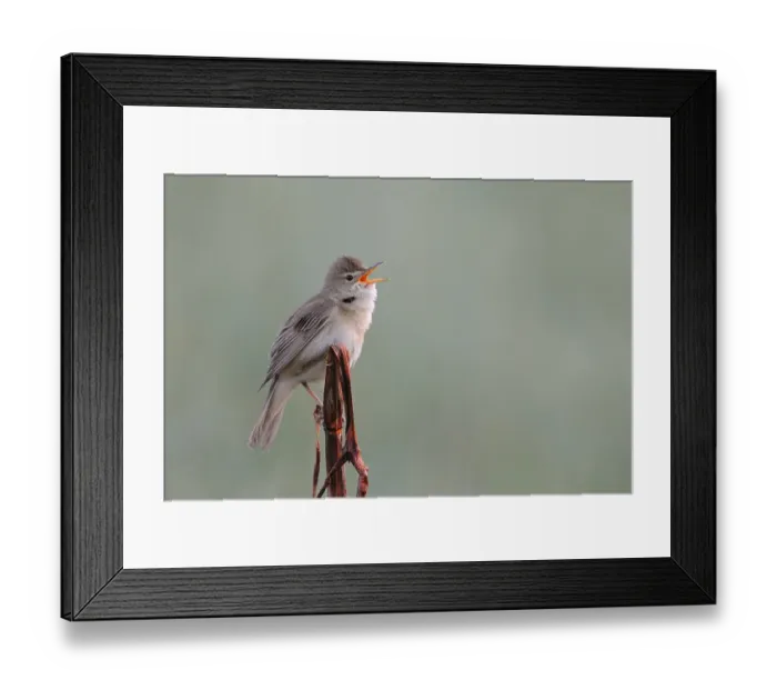 Framed Print : Powerful-voiced native songbird