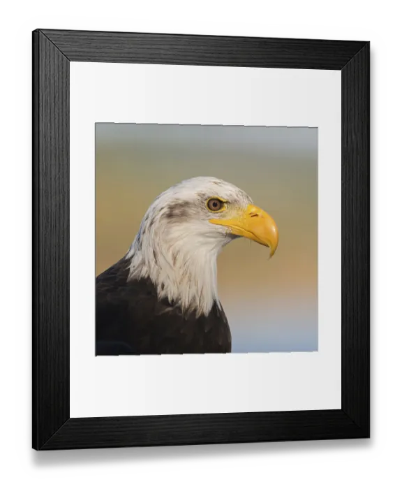 Framed Print : Mighty yellow beak... Bald eagle (Haliaeetus leucocephalus) Framed Print : Mighty yellow beak... Bald eagle (Haliaeetus leucocephalus)