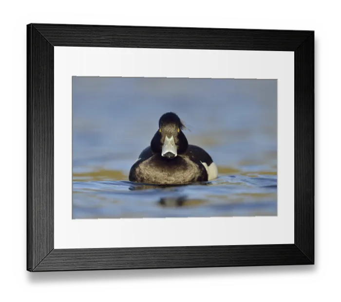 Framed Print : Direct gaze, insistent eye contact Framed Print : Direct gaze, insistent eye contact