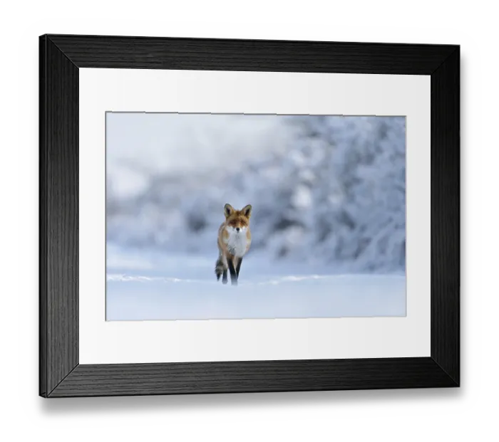 Framed Print : Winter wonderland