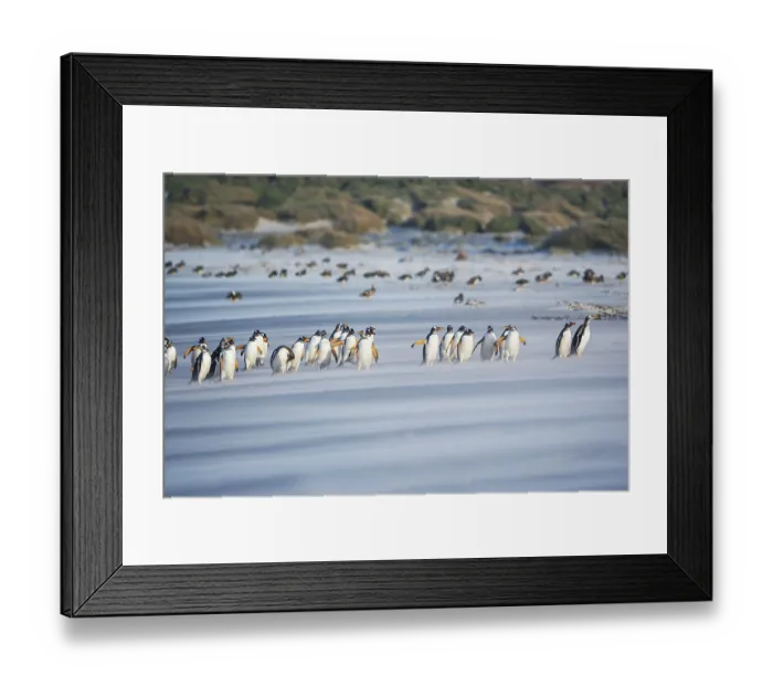 Framed Print : Gentoo Penguins (Pygocelis papua papua) walking on the beach