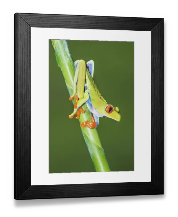Framed Print : Red eyed tree frog (Agalychins callydrias) on green stem