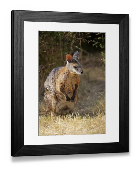Framed Print : Tammar wallaby (Macropus eugenii) Framed Print : Tammar wallaby (Macropus eugenii)