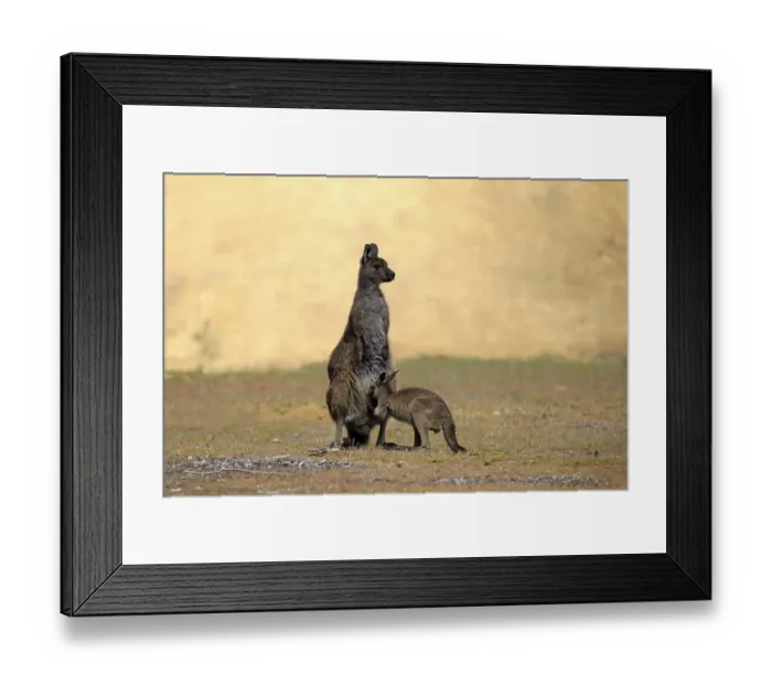Framed Print : Western Gray Kangaroo (Macropus fuliginosus fuliginosus) Framed Print : Western Gray Kangaroo (Macropus fuliginosus fuliginosus)