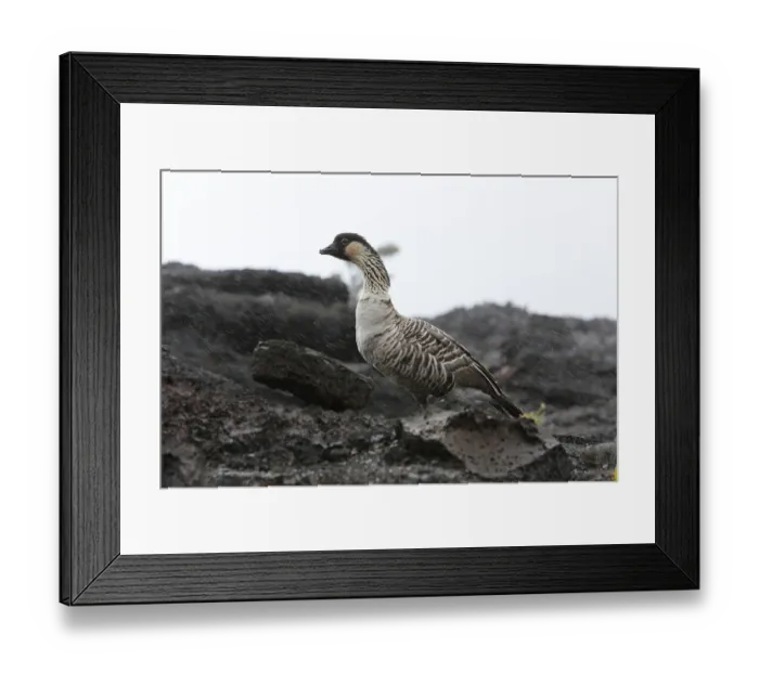 Framed Print : Nene, Hawaiian Goose (Branta sandvicensis)