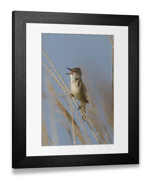 Framed Print : Great Reed Warbler (Acrocephalus arundinaceus)